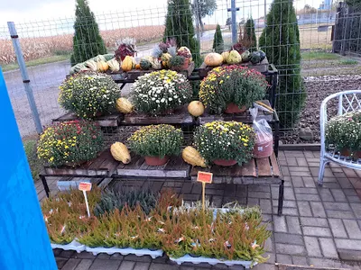 Ogrodnictwo Łukasz Orczyk